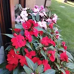 La Dama Dei Fiori Appartement *