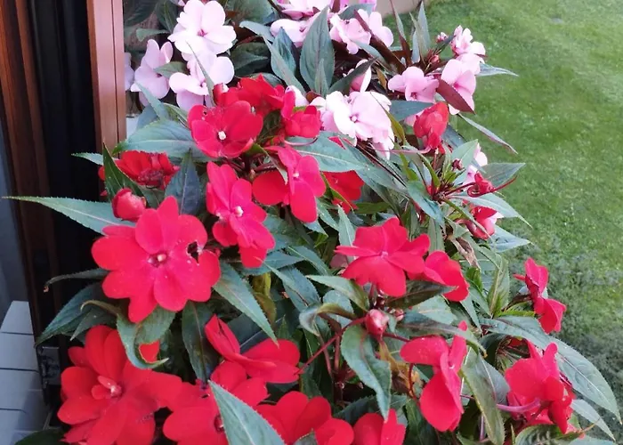 La Dama Dei Fiori شقة *