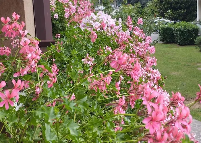 La Dama Dei Fiori