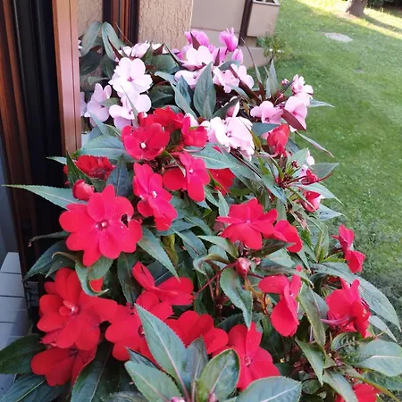 La Dama Dei Fiori Apartmán *